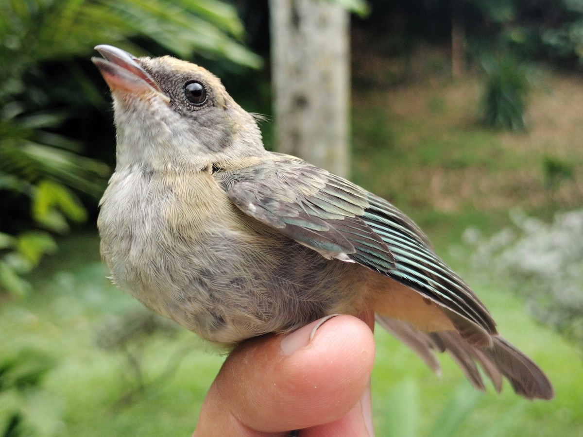 Burnished-buff Tanager - ML659087258