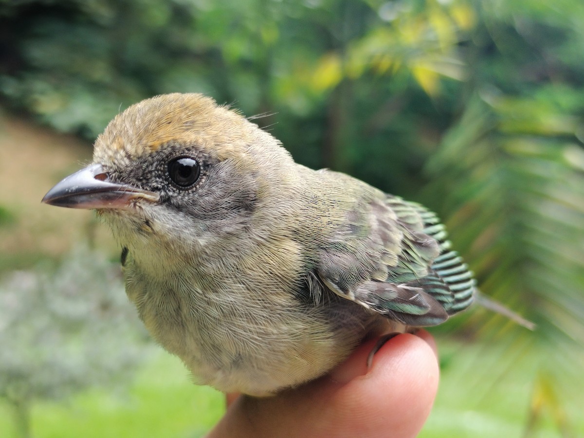 Burnished-buff Tanager - ML659087259