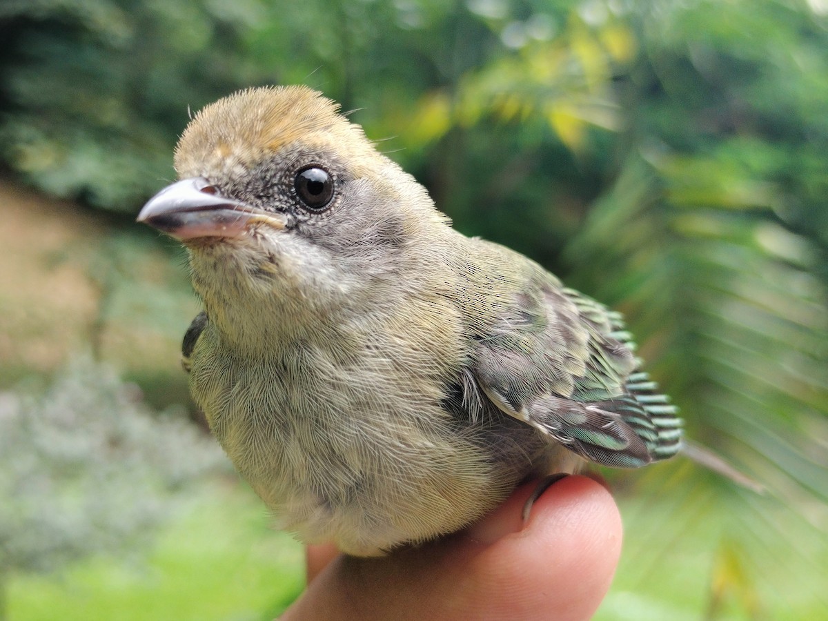 Burnished-buff Tanager - ML659087260