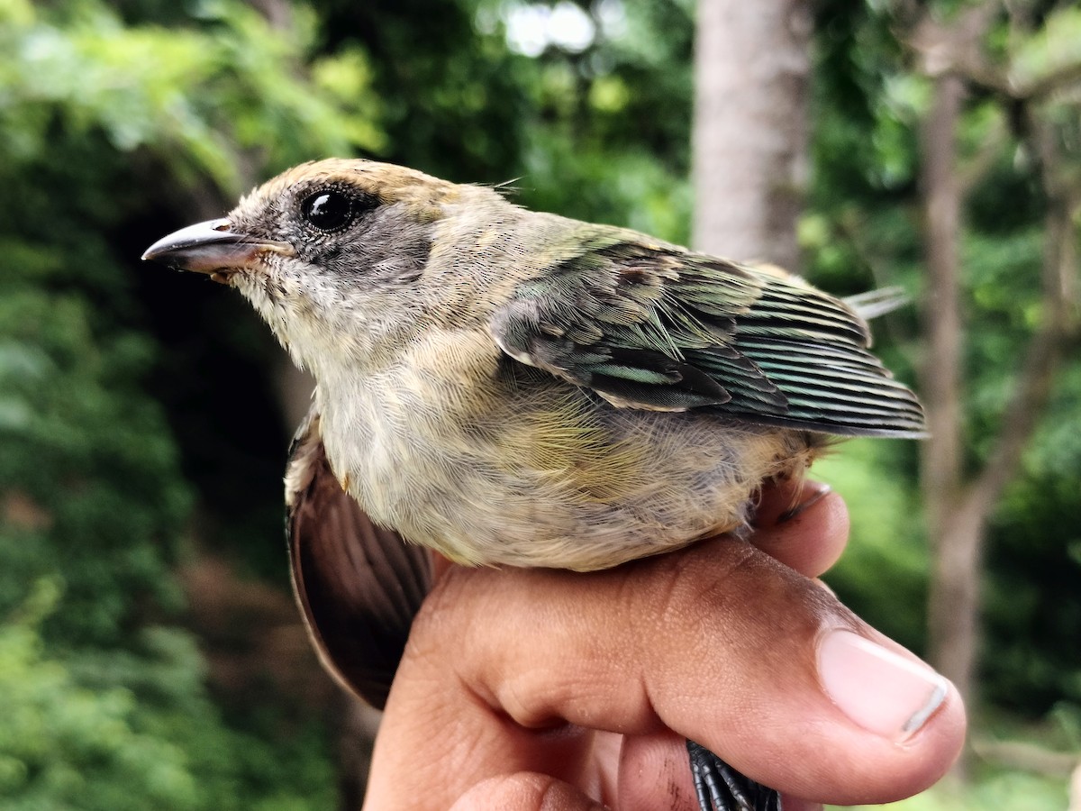 Burnished-buff Tanager - ML659087261