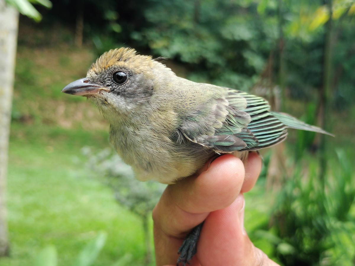 Burnished-buff Tanager - ML659087262