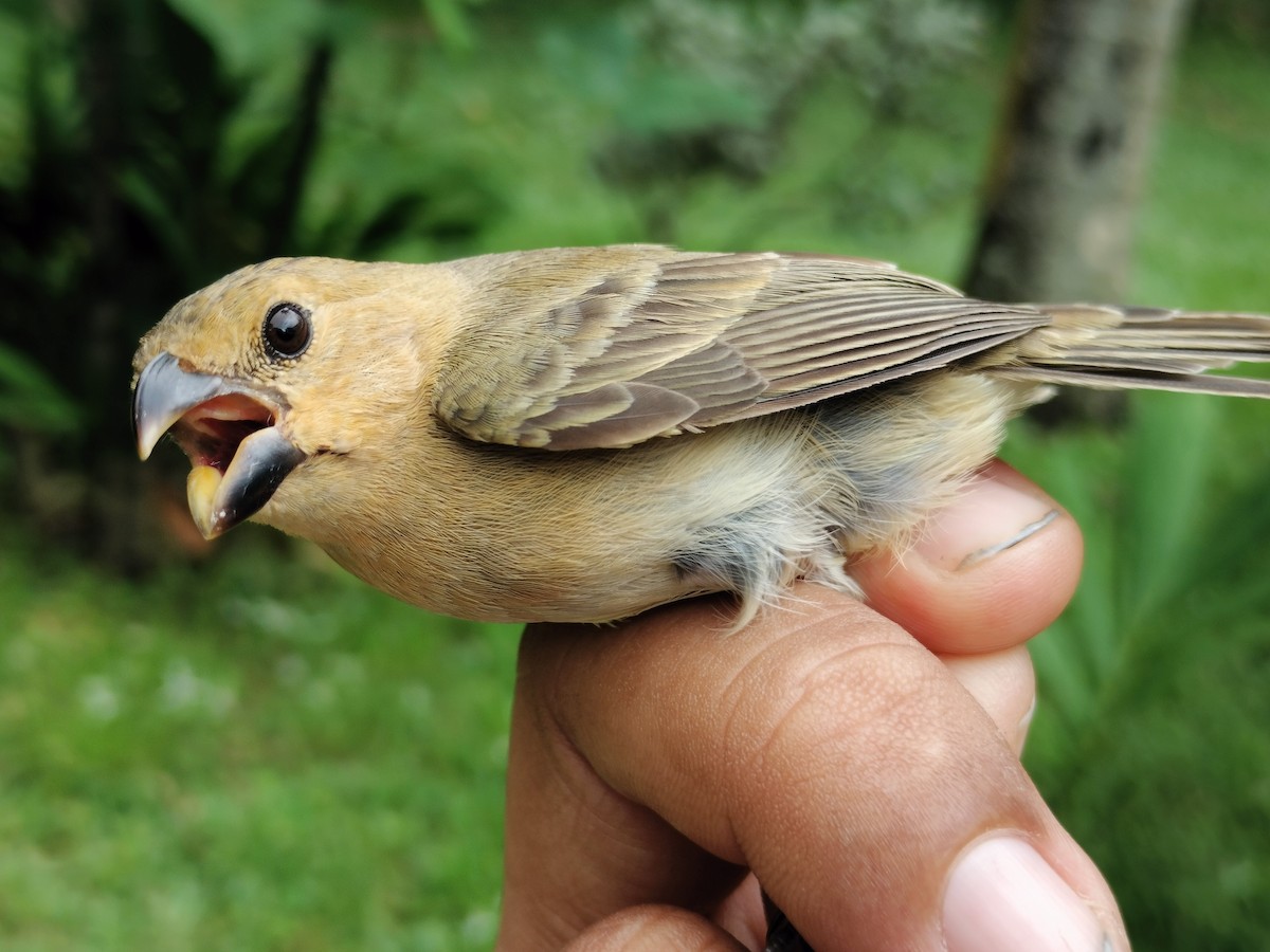 Gray Seedeater - ML659087279