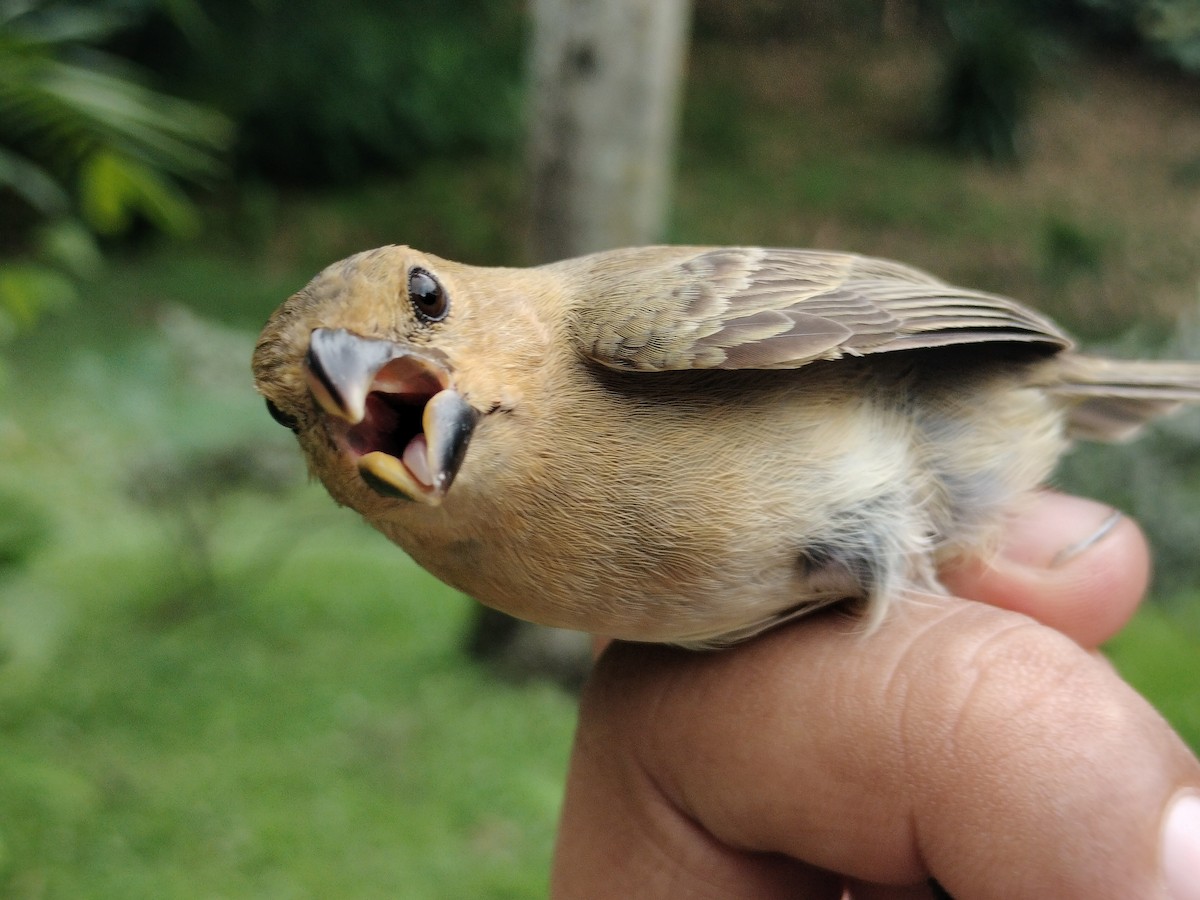 Gray Seedeater - ML659087280