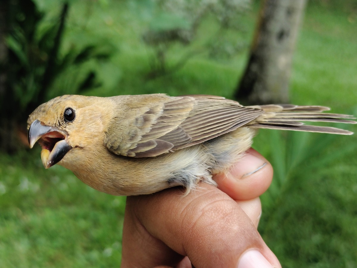 Gray Seedeater - ML659087281
