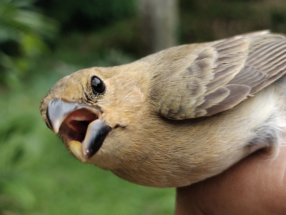 Gray Seedeater - ML659087282