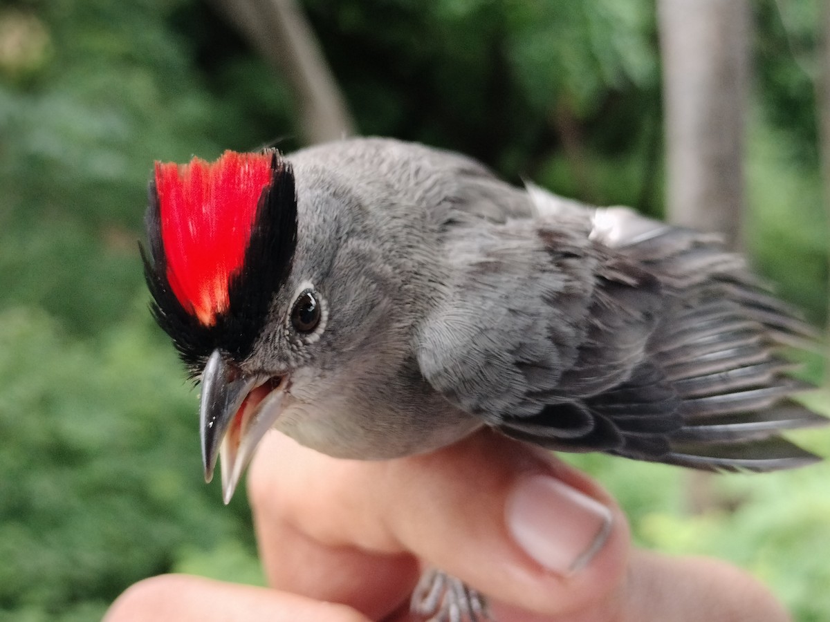 Pileated Finch - ML659087293