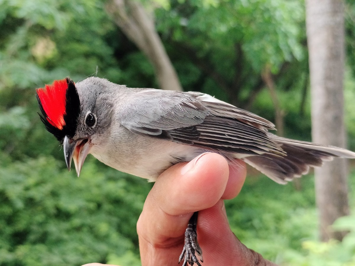 Pileated Finch - ML659087294