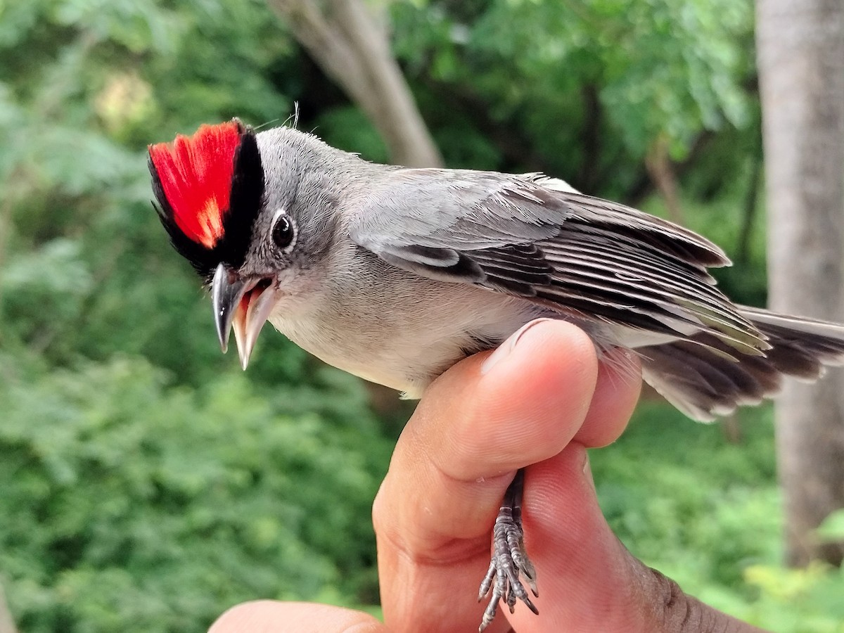 Pileated Finch - ML659087295