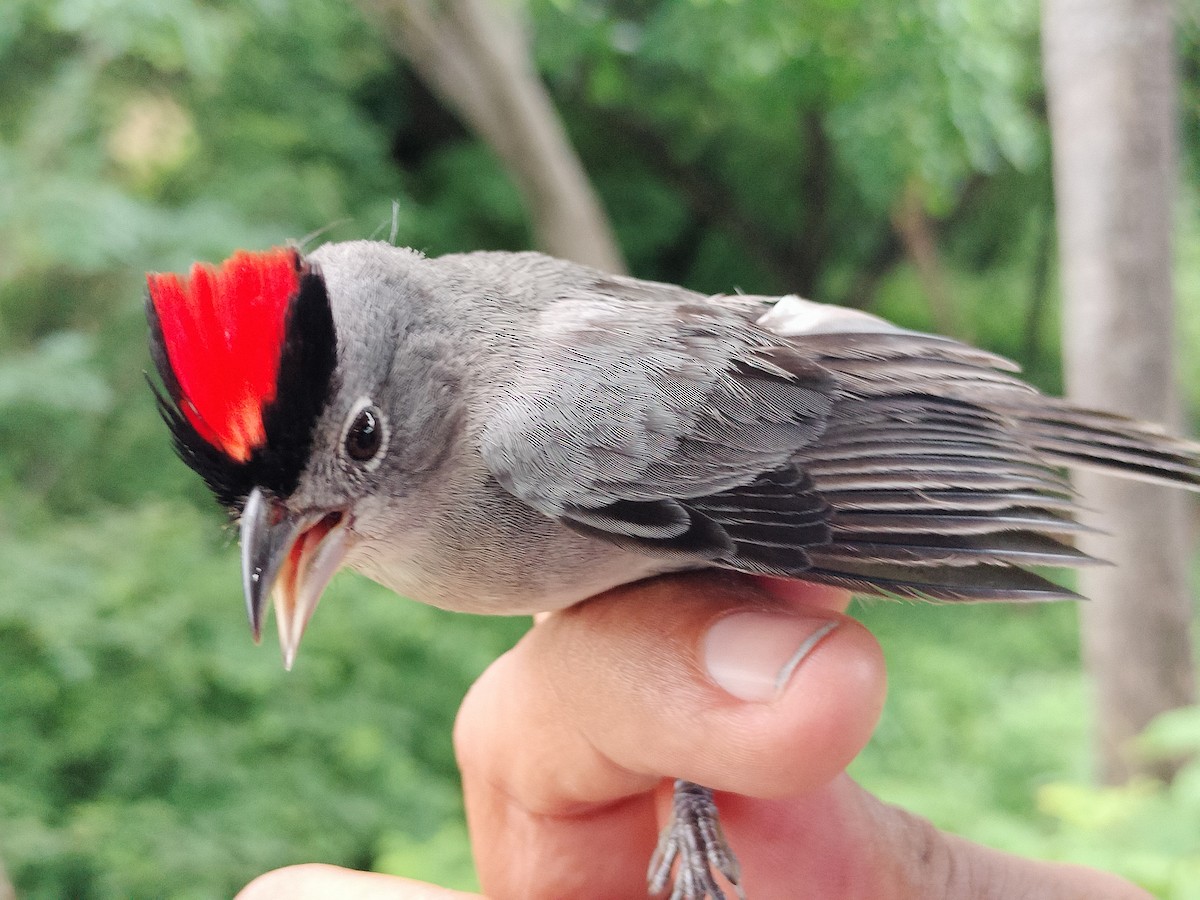 Pileated Finch - ML659087296