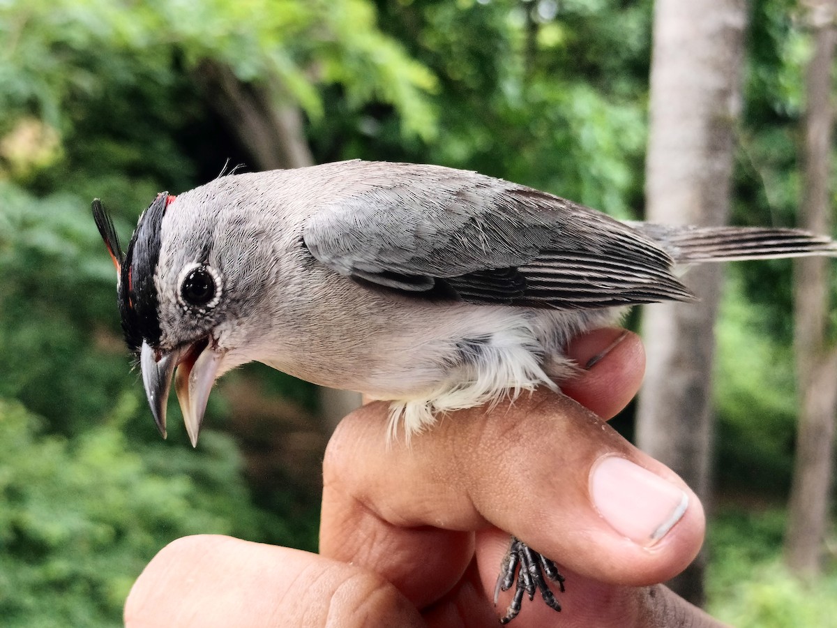 Pileated Finch - ML659087297
