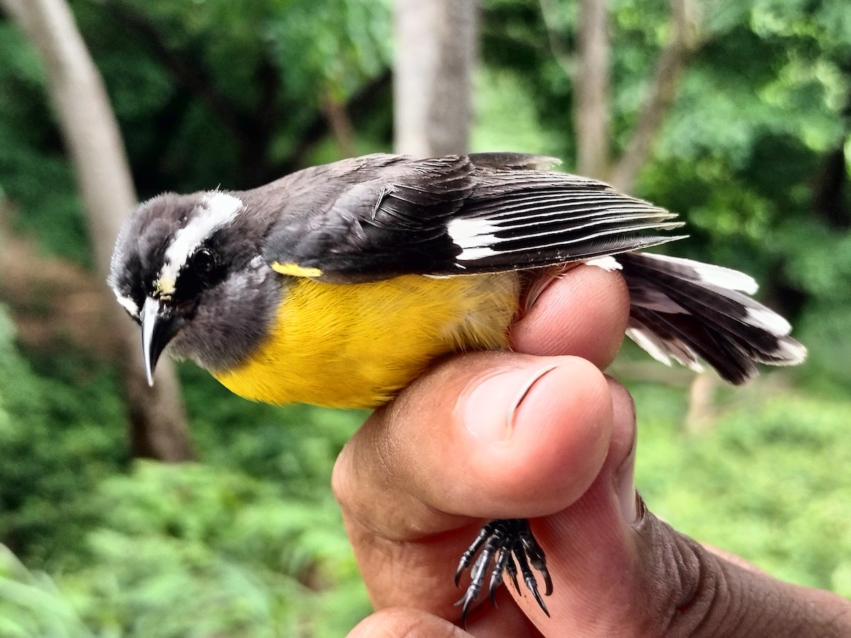 Bananaquit - ML659087317