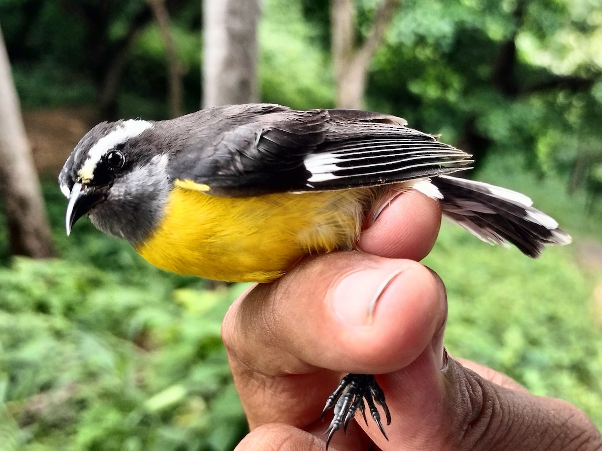 Bananaquit - ML659087318