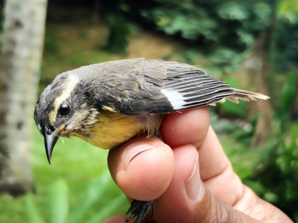Bananaquit - ML659087319
