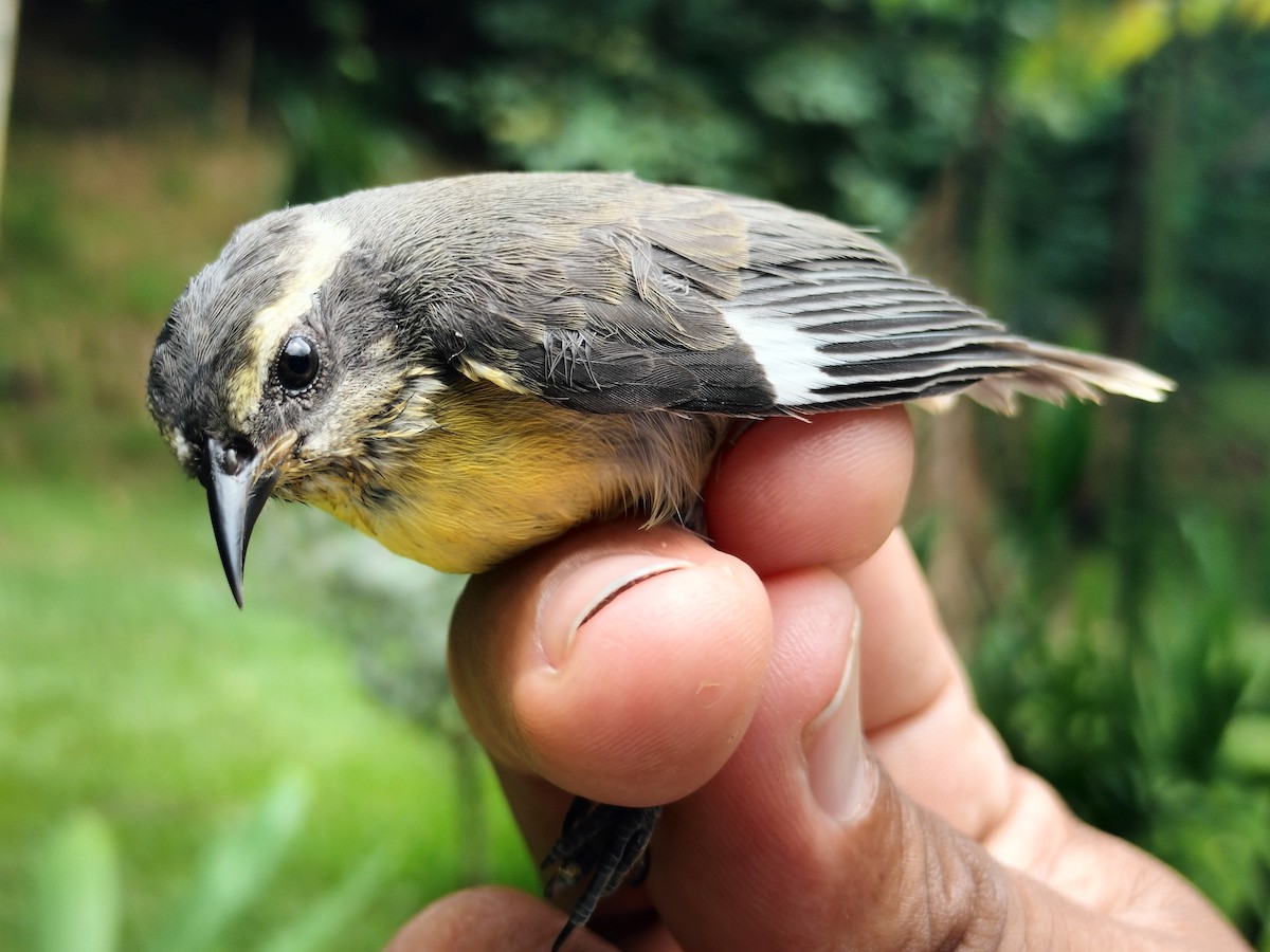 Bananaquit - ML659087320