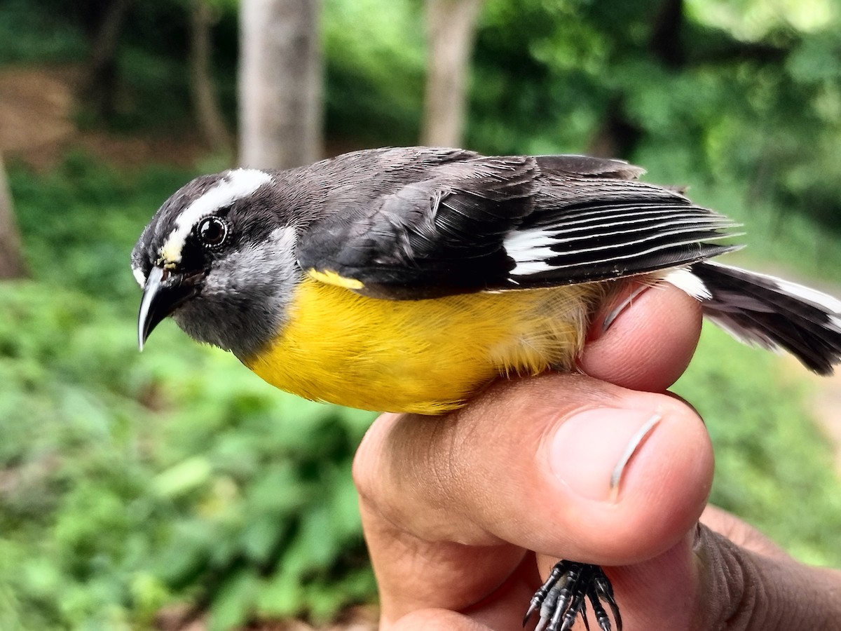 Bananaquit - ML659087322