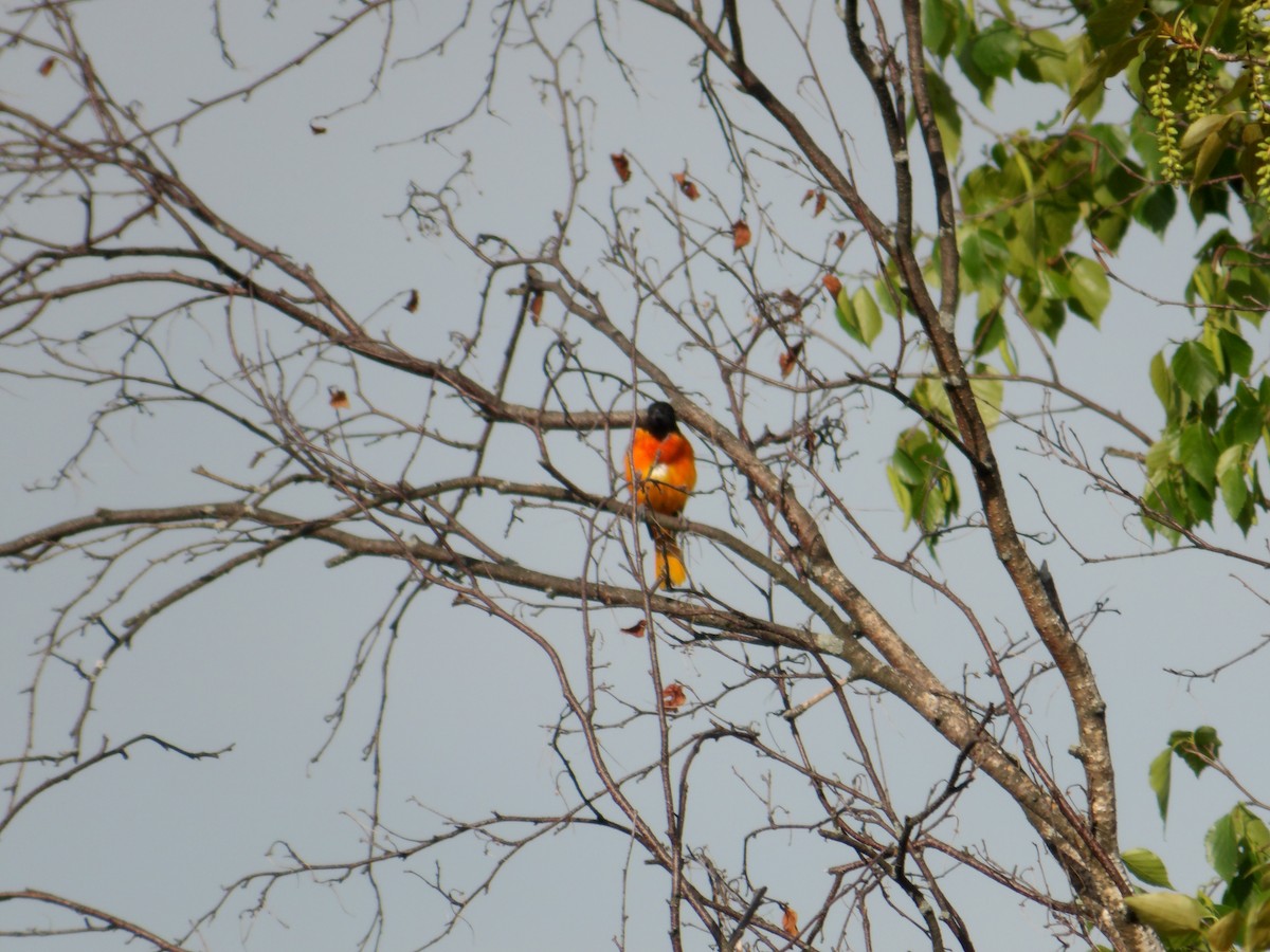Baltimore Oriole - ML659089529