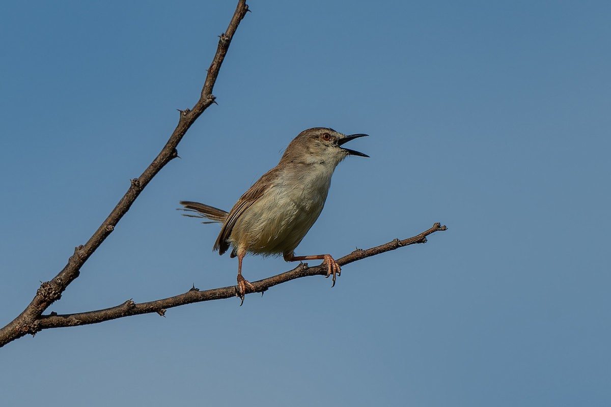 Tawny-flanked Prinia - ML659090715