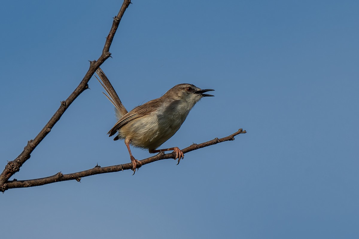 Tawny-flanked Prinia - ML659090716