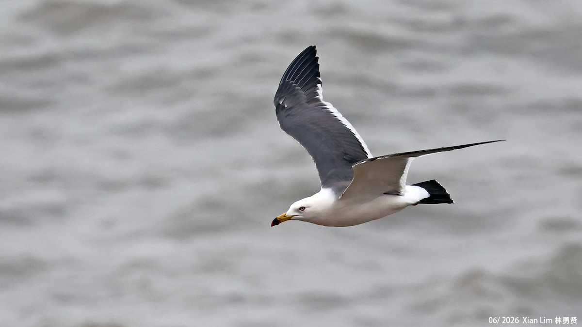 Japanmöwe - ML659091359