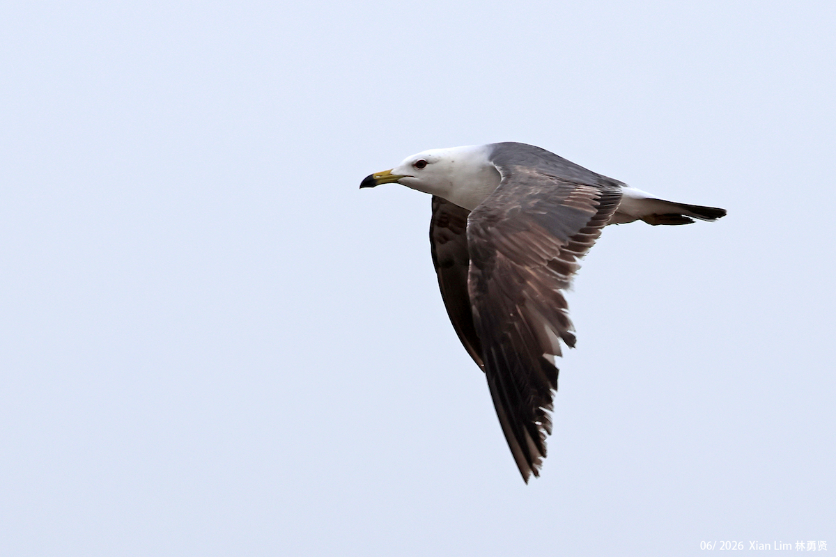 Japanmöwe - ML659091361