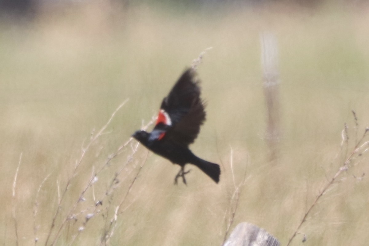 Tricolored Blackbird - ML659091830