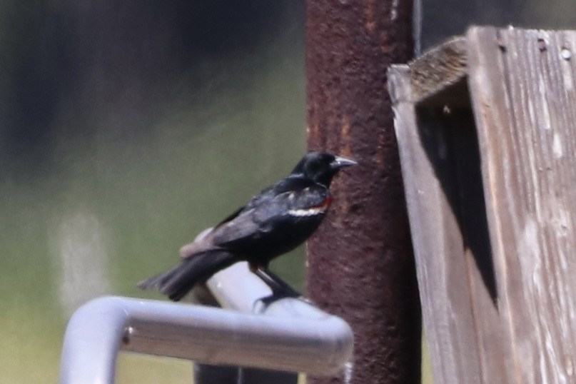 Tricolored Blackbird - ML659091886