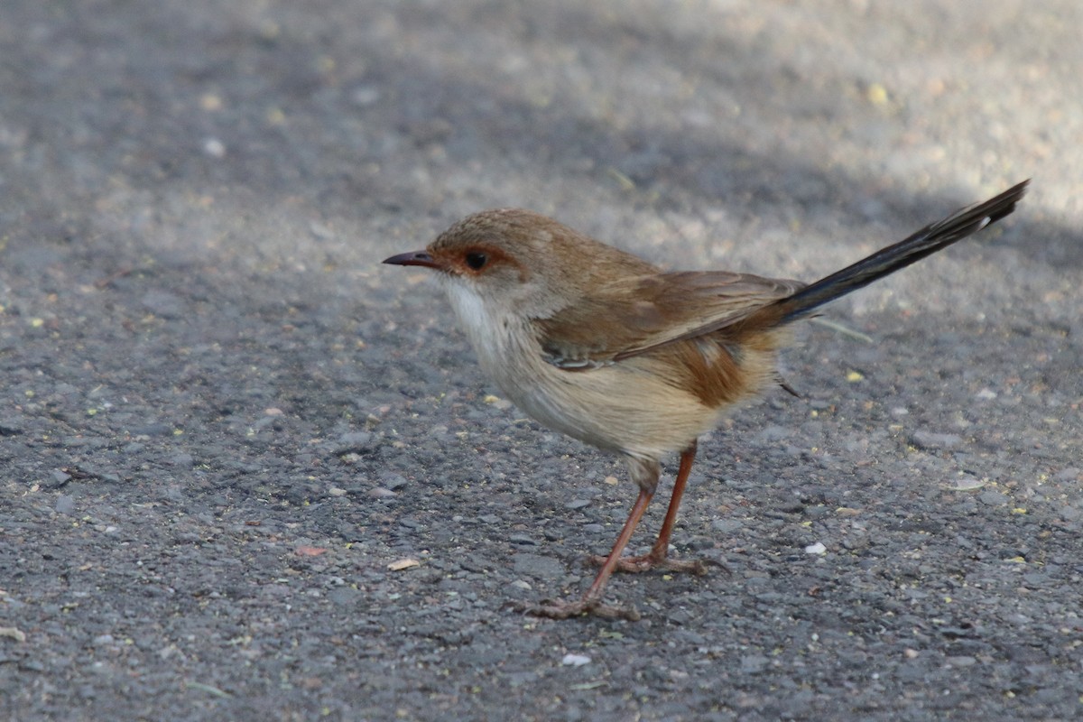 Superb Fairywren - ML65909241