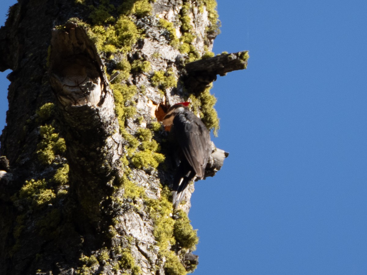 Pileated Woodpecker - ML659092564