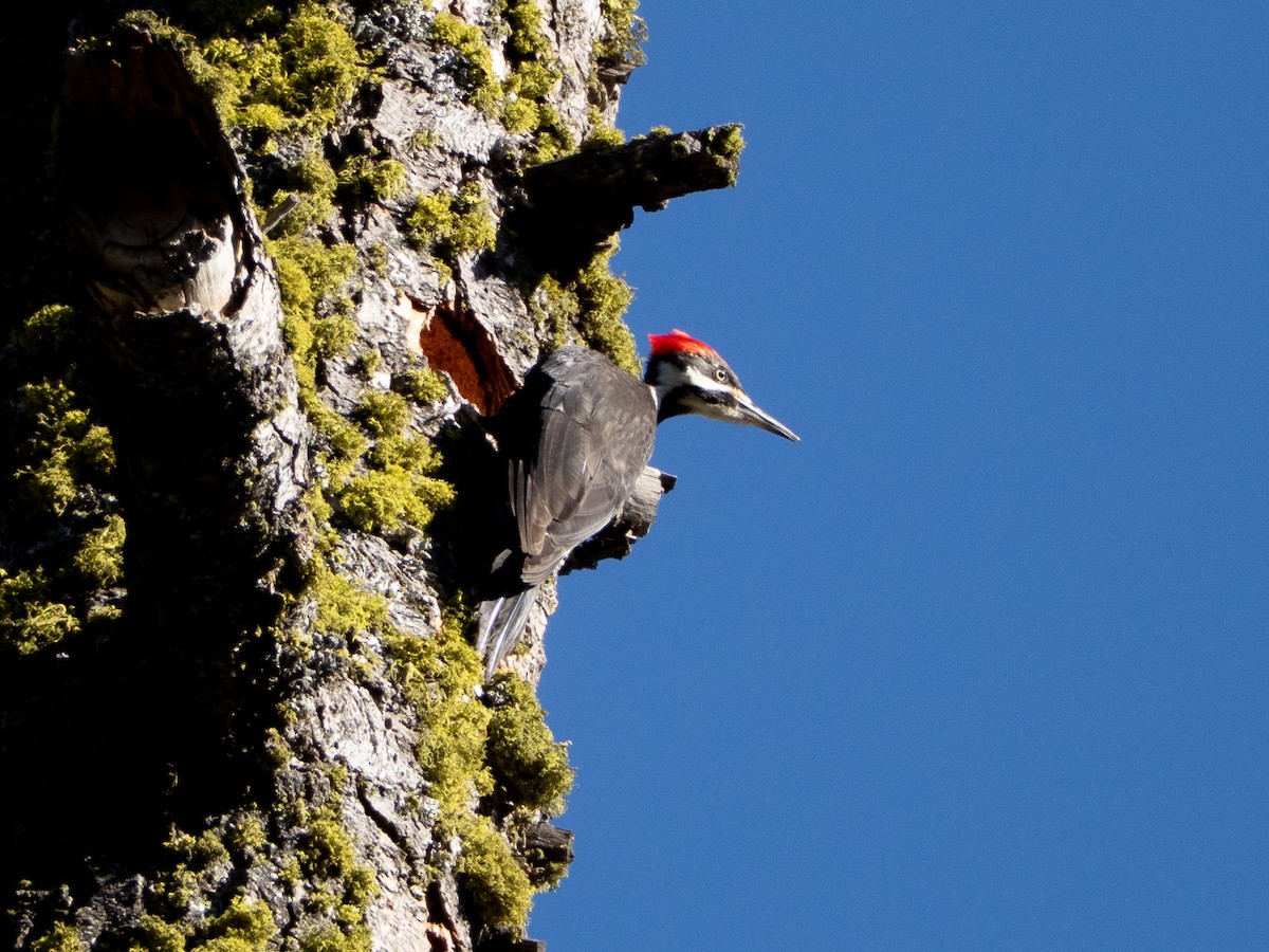 Pileated Woodpecker - ML659092565