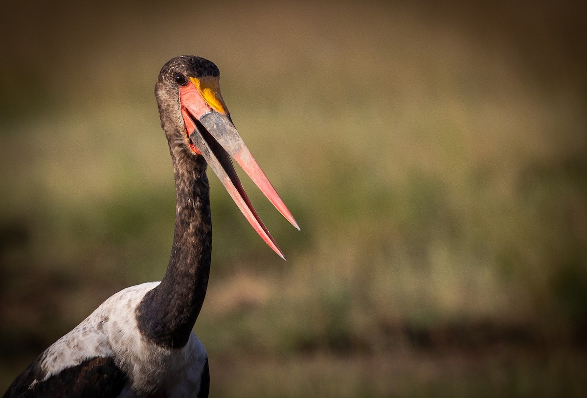 Saddle-billed Stork - ML659093522
