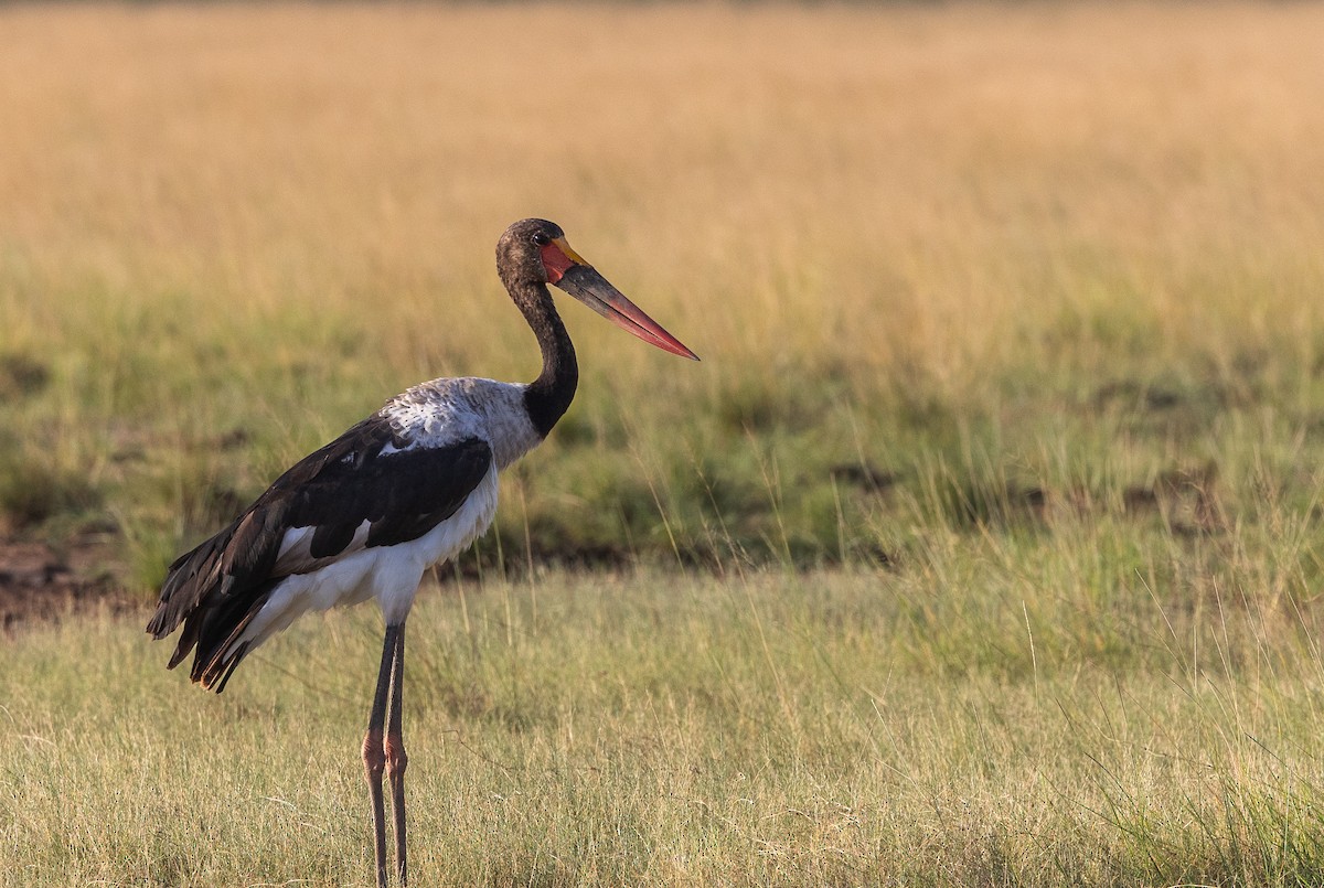Saddle-billed Stork - ML659093523