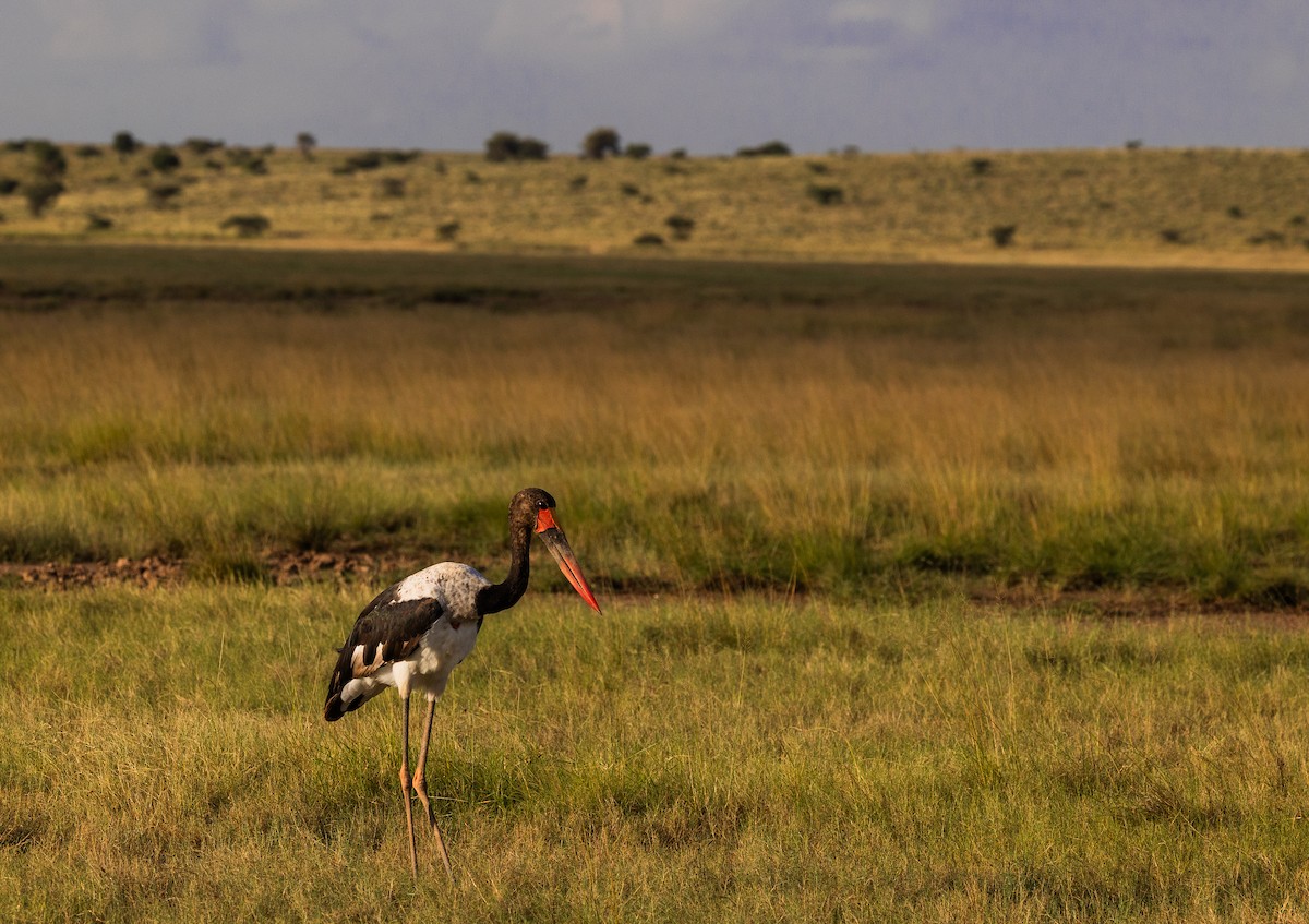 Saddle-billed Stork - ML659093524