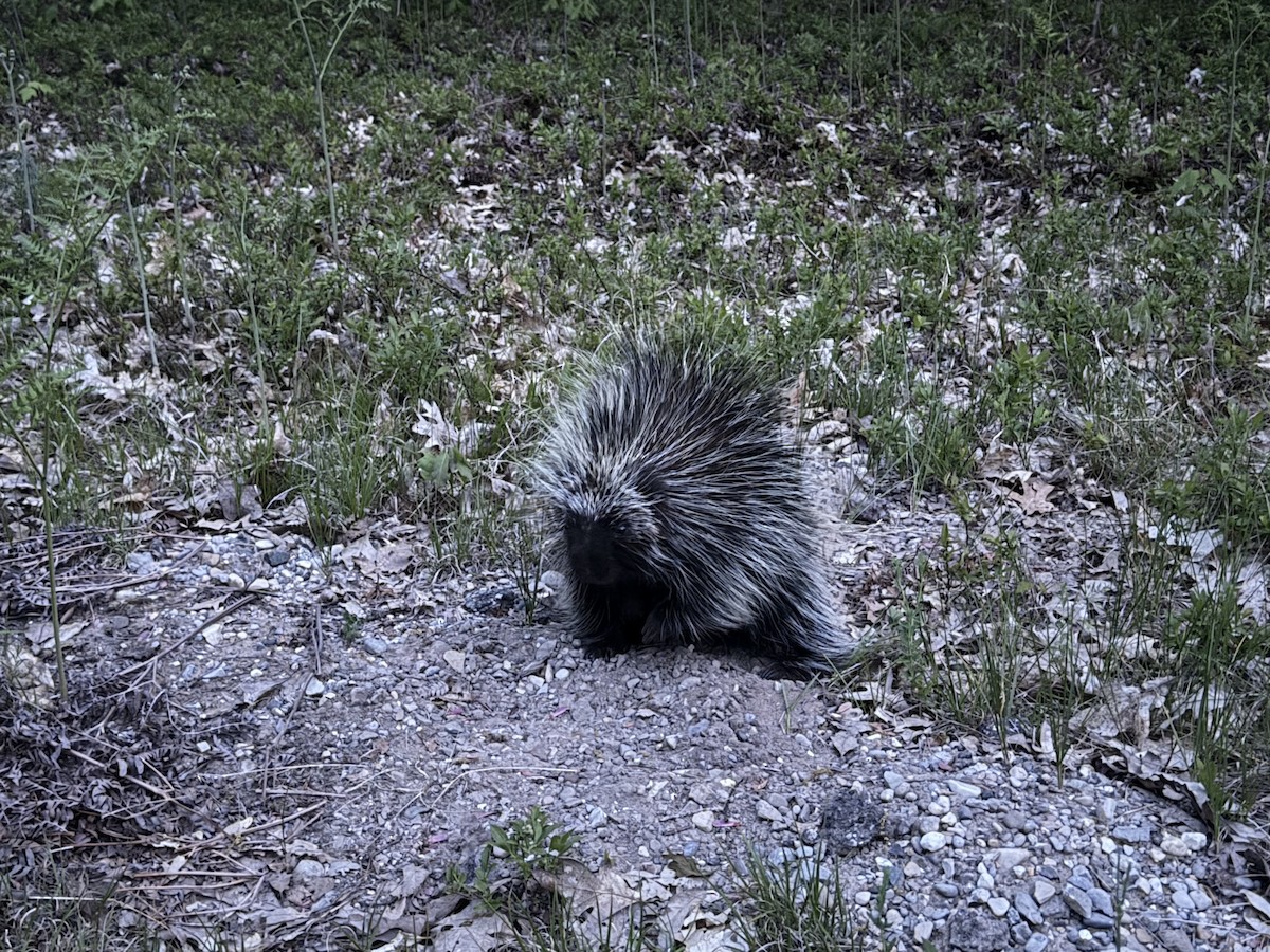 Animals - ML659093677