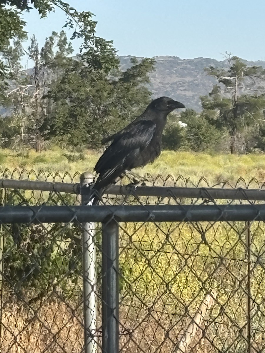 Common Raven - ML659093858