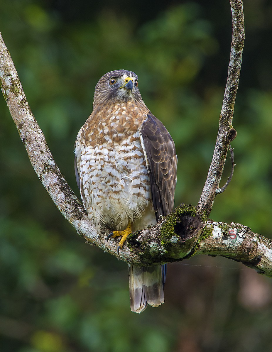 Broad-winged Hawk - Wendell SJ Reyes