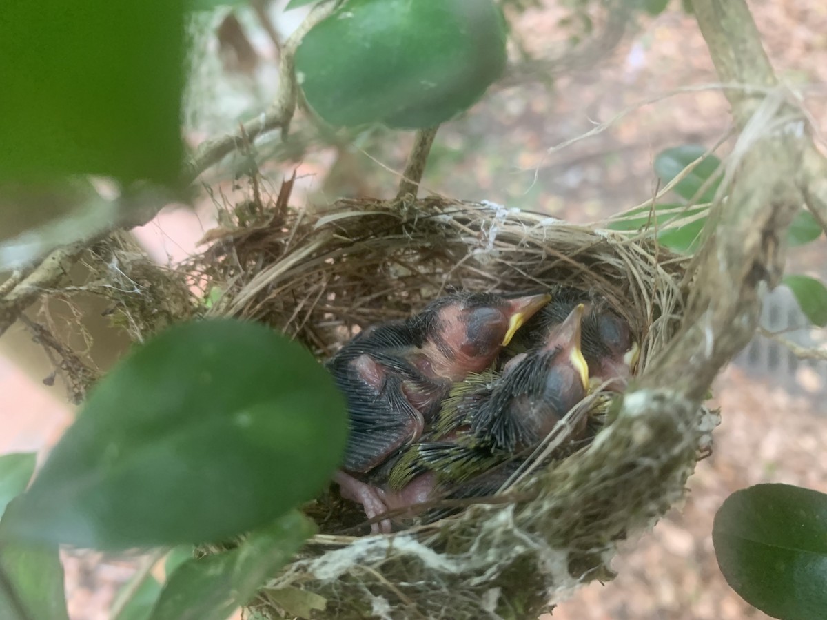 Swinhoebrillenvogel - ML659095042