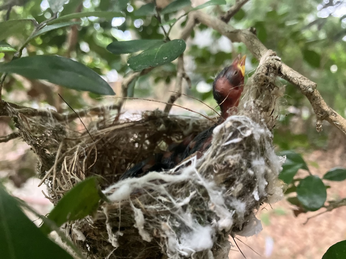 Swinhoebrillenvogel - ML659095095