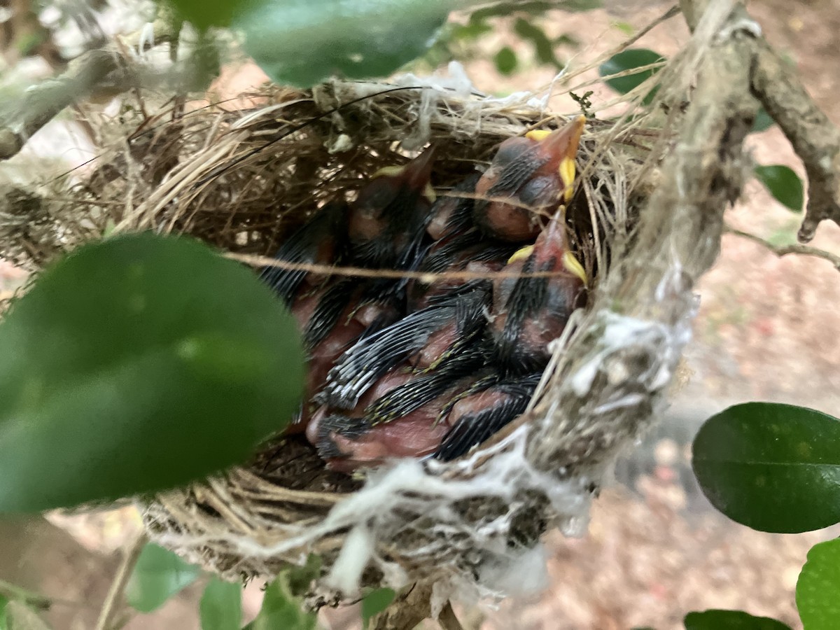 Swinhoebrillenvogel - ML659095096