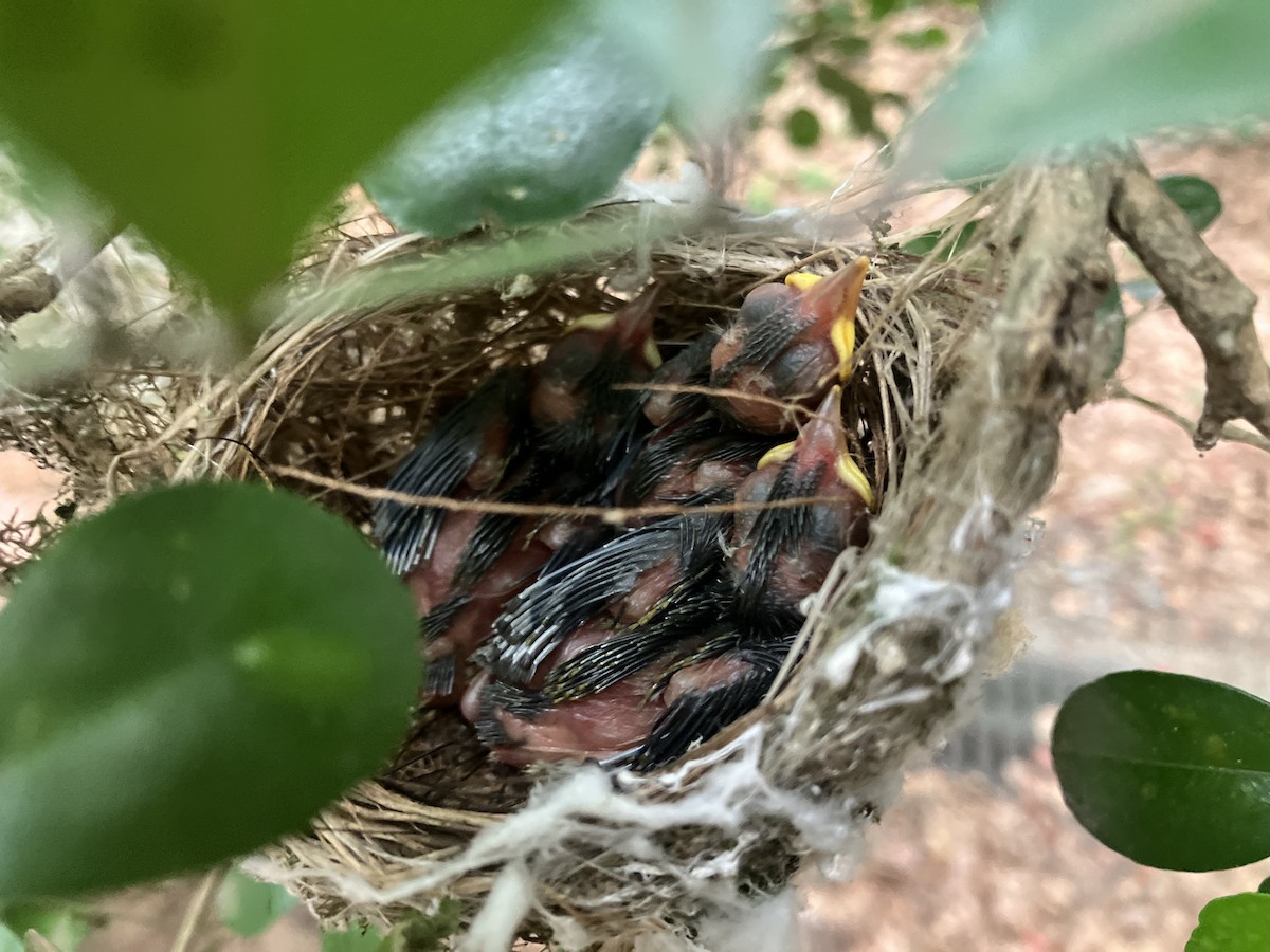 Swinhoebrillenvogel - ML659095098