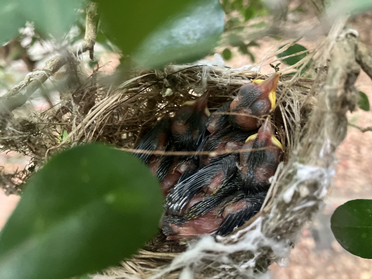 Swinhoebrillenvogel - ML659095099