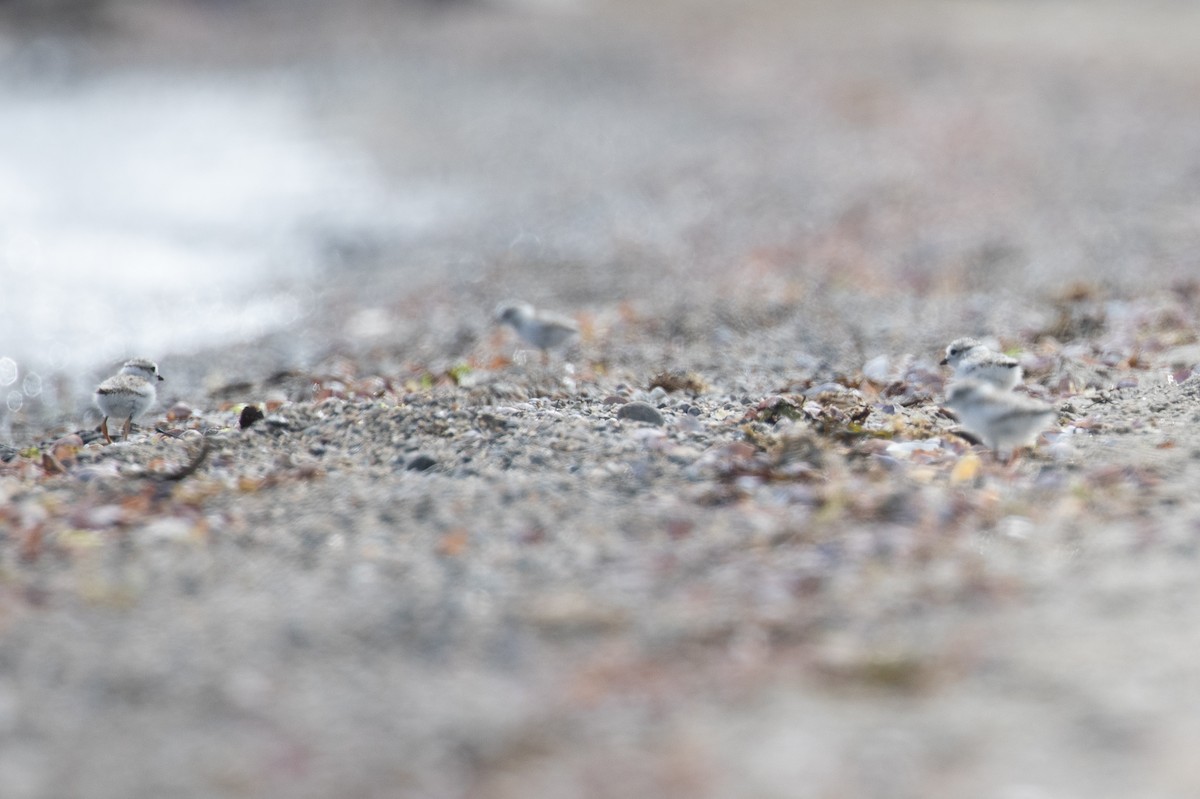 Piping Plover - ML659095697