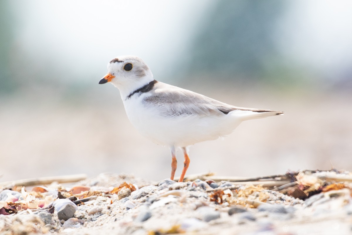 Piping Plover - ML659095698