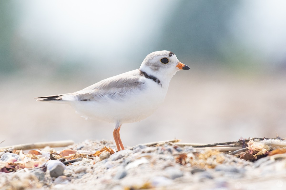 Piping Plover - ML659095700