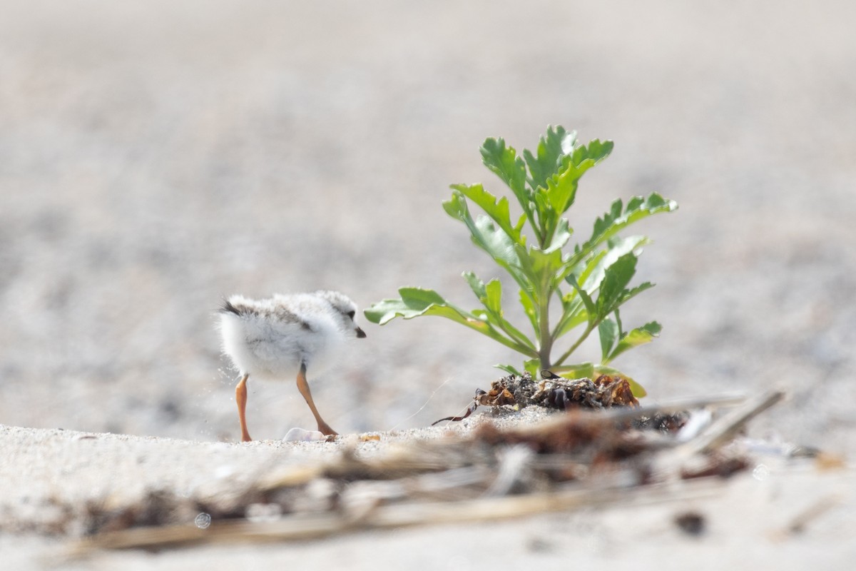 Piping Plover - ML659095701