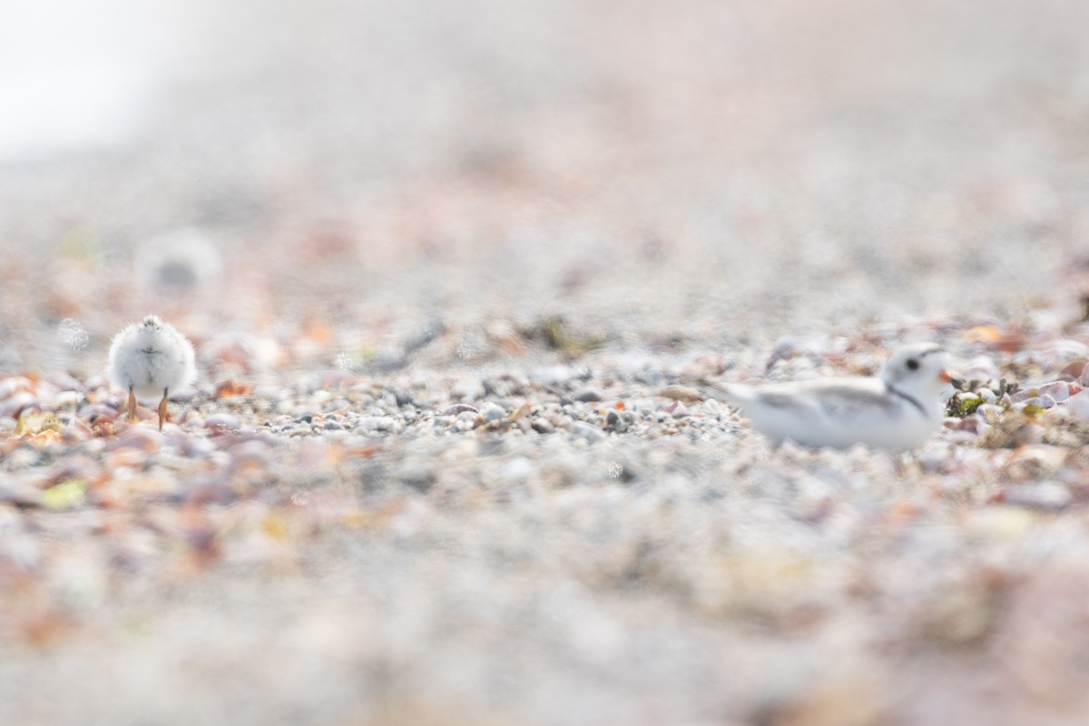 Piping Plover - ML659095707