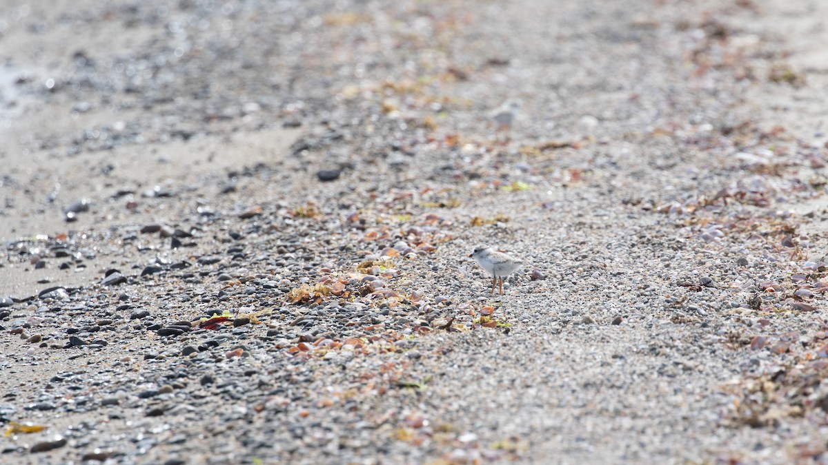 Piping Plover - ML659095708