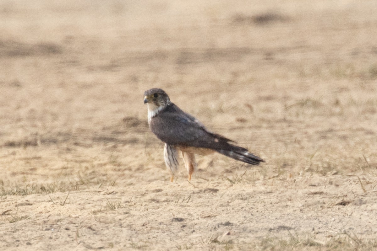 Merlin - ML659095782