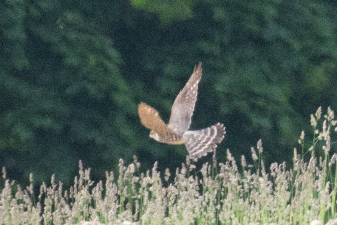 Merlin - ML659095784