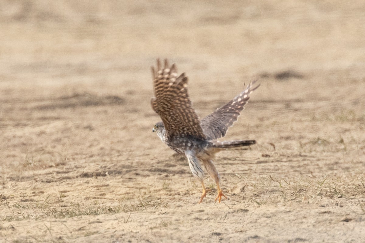 Merlin - ML659095785