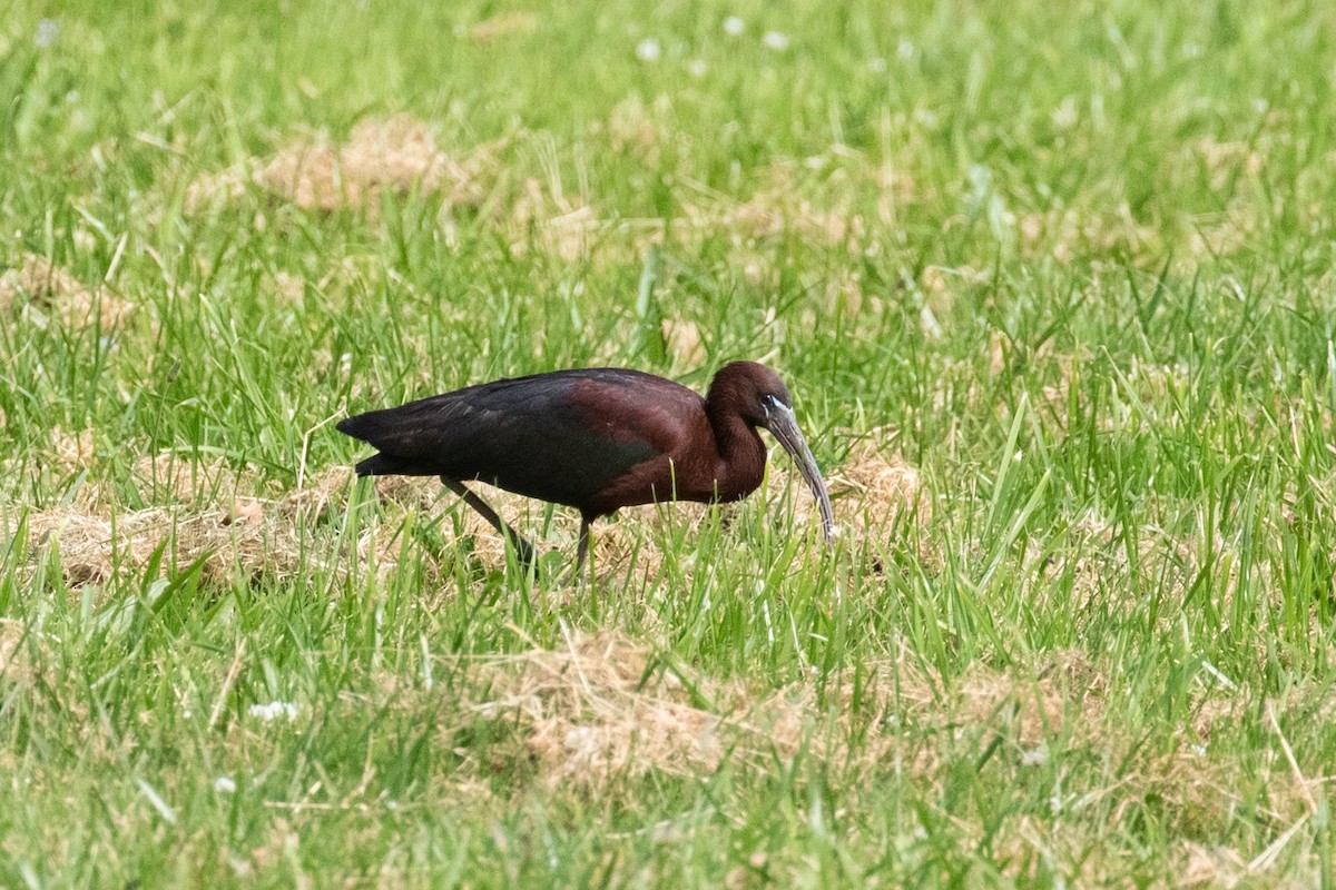 Glossy Ibis - ML659095805